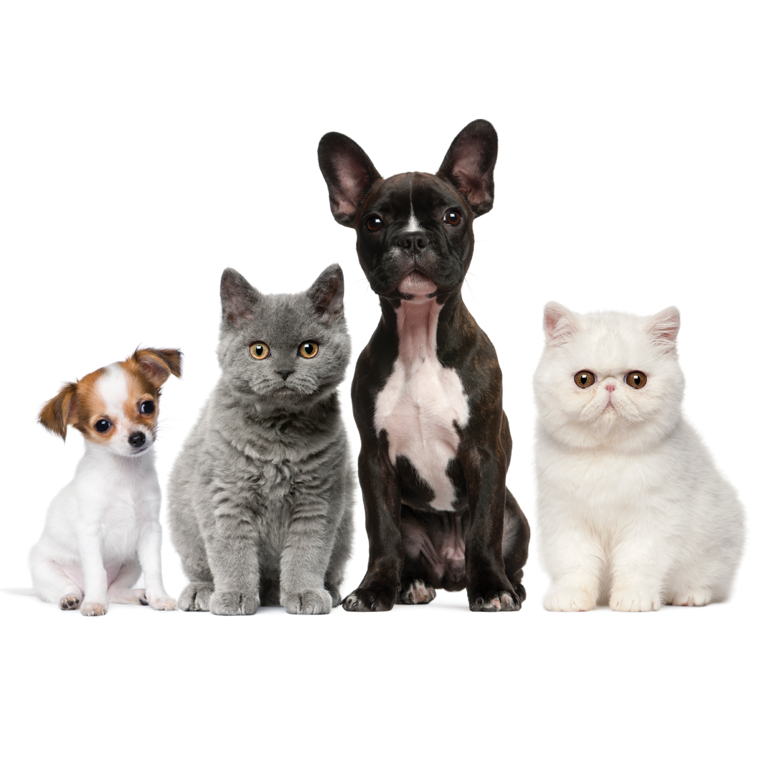 2 dogs and 2 cats on white background